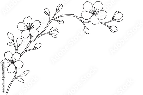 A monochrome floral vector background of sakura blossoms rendered with thick black outlines, adding bold contrast and bringing out the soft, graceful structure of each petal in an artistic style.
