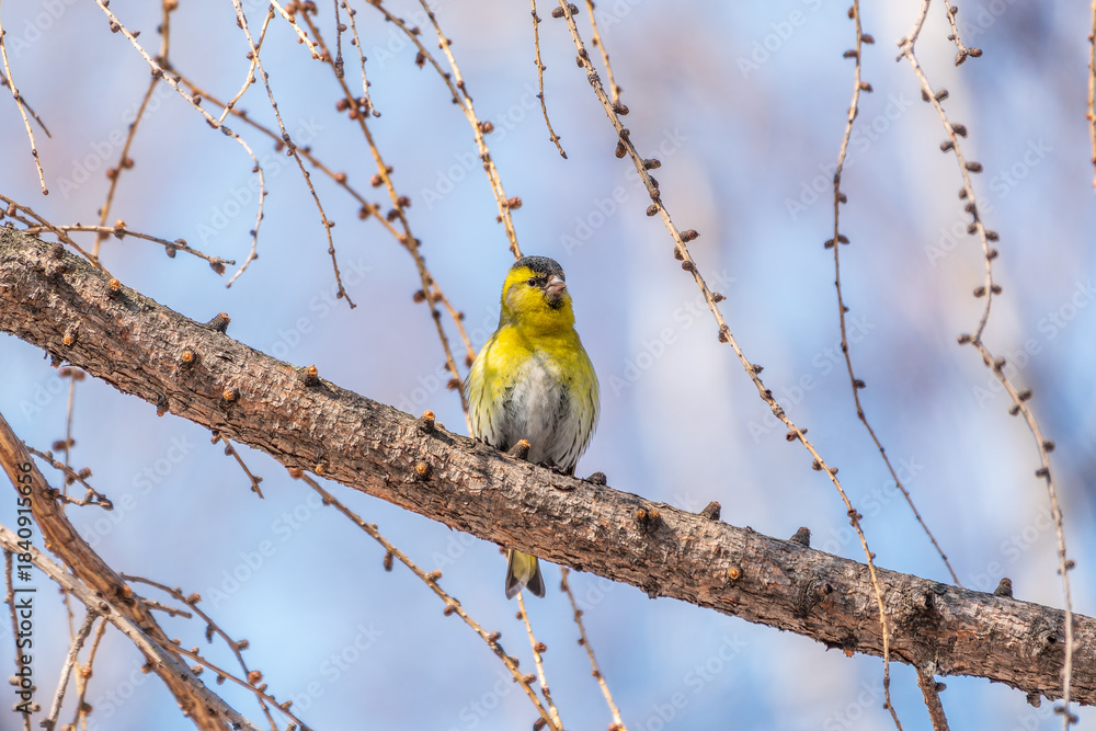 Obraz premium Eurasian siskin male, latin name spinus spinus, sitting on branch of tree. Cute little yellow songbird.
