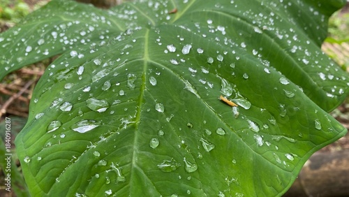 Dew Drops on Taro Leaf Close-Up