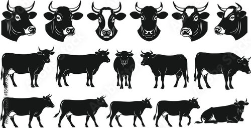 Collection of cow silhouettes and detailed cow head illustrations in various poses, farm animal vector graphics for agriculture, livestock, dairy and ranch design projects