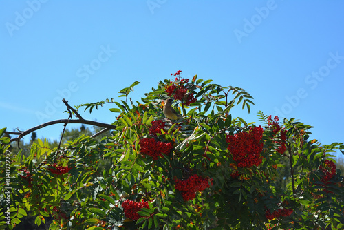 Small Bird Feeding on Red Rowan Berries Against a Bright Blue Sky