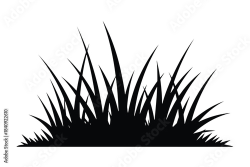Black silhouette of a clump of grass blades against a white background vector
