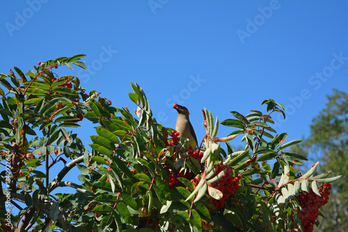 Cedar Waxwing Feeding on a Rowan Berry in a Treetop Against Blue Sky
