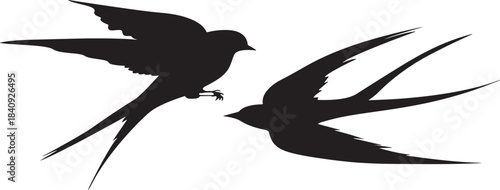 Two swallows in flight a black silhouette against a white background