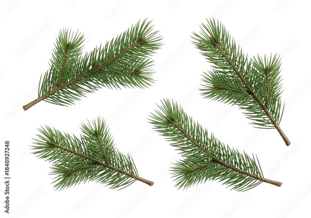 Obraz premium Four realistic pine branches on a black background