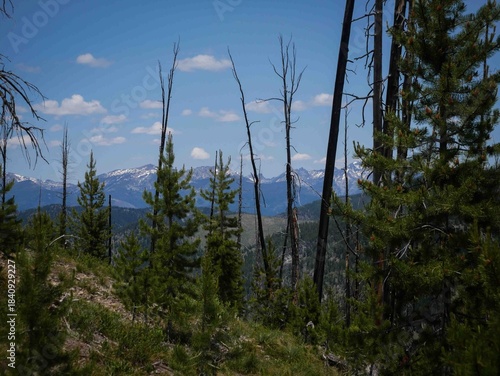 View through trees of snow capped Bitterroot Mountains in Montana in summer