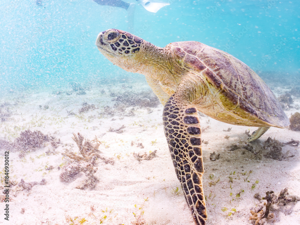 Obraz premium アマモを食べている。 アオウミガメ, Green Turtle, Green Sea Turtle, Chelonia mydas, ウミガメ科, 阿嘉島前浜ビーチ 沖縄県島尻郡慶良間諸島-2025 沖縄本島から40km西方にある諸島。 大小30以上の島々からなる島嶼群は全体が国立公園に指定されている。 珊瑚礁の海、白い砂浜、緑の山地は世界屈指の美しさ。 多くの貴重な動植物が生息している。 