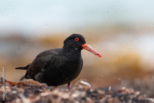 Sooty oystercatcher (Haematopus fuliginosus), Denmark, Western Australia