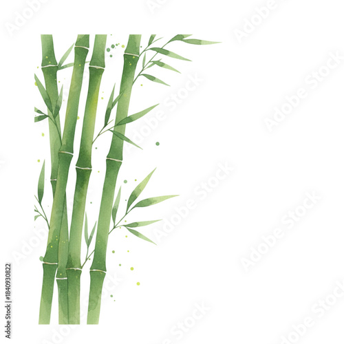 bamboo isolated on white background