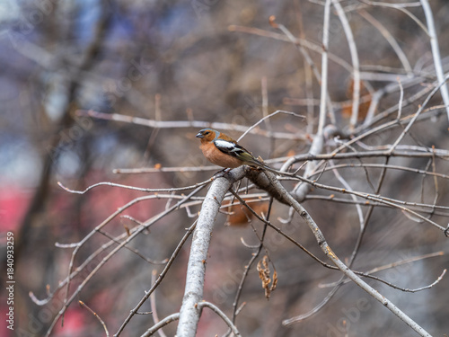 Common chaffinch, Fringilla coelebs, sits on a branch in spring on green background. Common chaffinch in wildlife.
