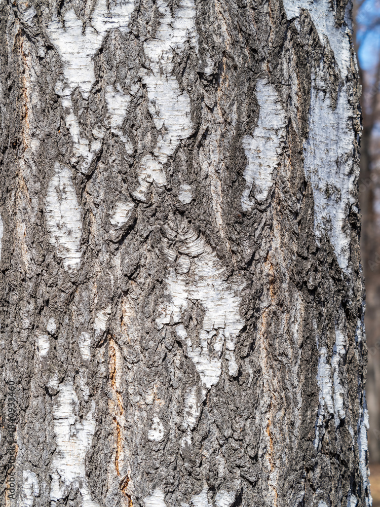 Fototapeta premium The texture of the birch bark.