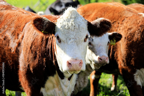 Close up of a Hereford Cow in a Field.