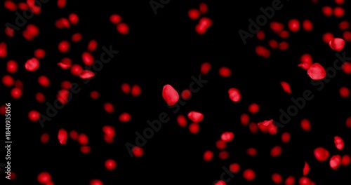 Red rose petals sway in the wind. Isolated on black background. 4K 3D rendering loop animation.