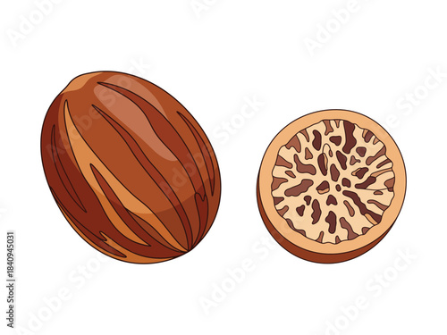 Detailed vector illustration of whole nutmeg and a sliced half, showcasing its natural texture
