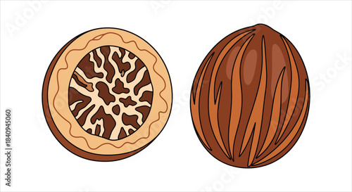 Nutmeg illustration - whole and cut open for culinary and medicinal use
