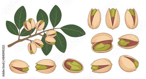 Detailed pistachio branch shows whole shells and opened shells with bright green kernels nestled among dark green leaves in a natural realistic illustration.