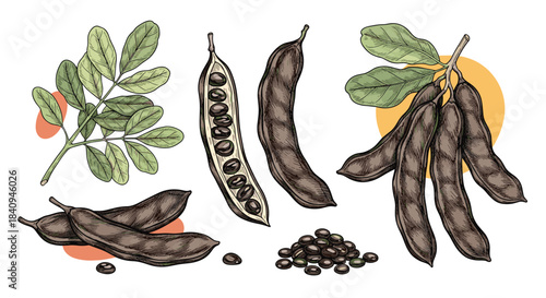 Botanical illustration of tamarind leaves and legume pods with seeds arranged on a white background highlighting the diverse forms and textures of legume fruit.