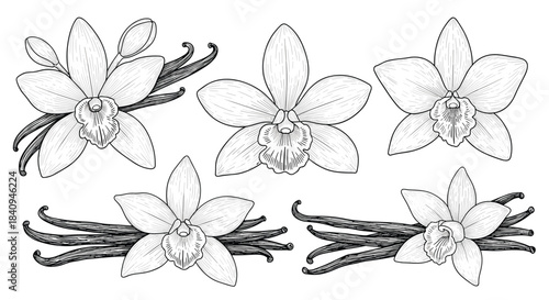 Collection of orchid flowers with vanilla bean pods arranged in two rows in a black and white botanical illustration style.