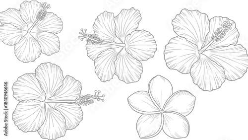 Tropical flowers with hibiscus and plumeria line art