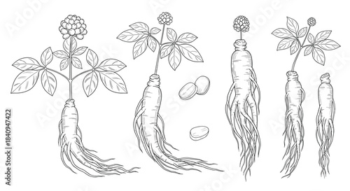 Illustration of a tuberous plant with roots leaves and a flowering head showing growth from a thick root to leafy stems and budding flowers.