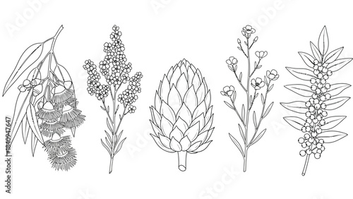 Five botanical line drawings of native Australian flora
