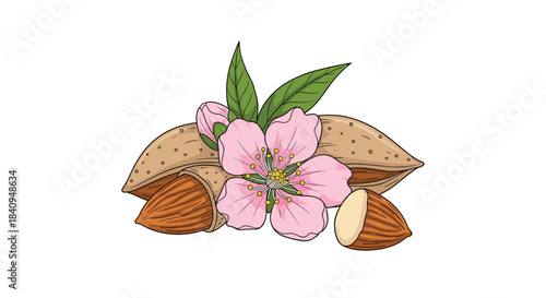 Delicate almond blossoms bloom with pink petals beside whole and split almonds in a simple natural harvest still life arrangement.