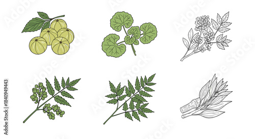 Colorful botanical collage featuring six illustrated plants with berries leaves and flowers arranged in two rows for a natural decorative composition.