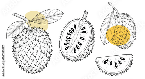 Several spiky durian fruits shown whole and sliced in a detailed monochrome line drawing with subtle yellow overlays highlighting sections.