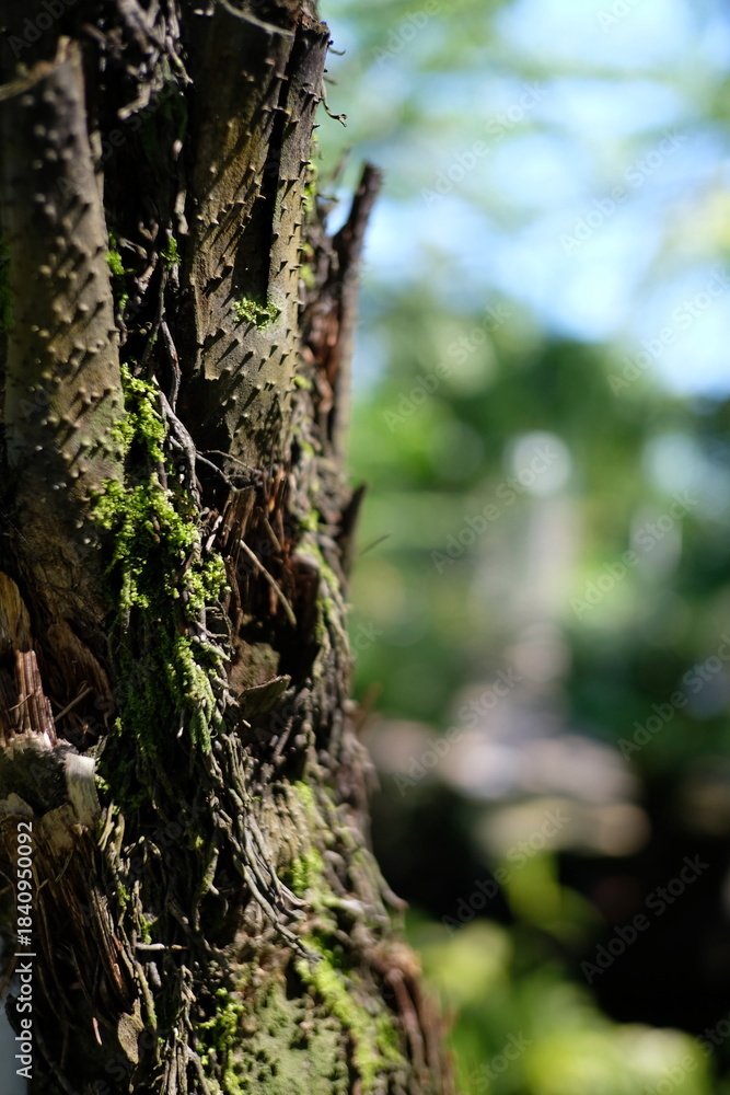 Obraz premium Close-up of a textured tree trunk with green moss and a blurred background