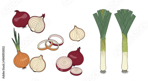 Colorful assortment of onions garlic and leeks with onion rings and sliced onion pieces arranged in a bright kitchen still life illustration.