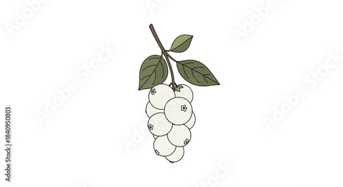 Illustration of a small cluster of white berries hanging from a slender brown branch with green leaves against a plain white background.