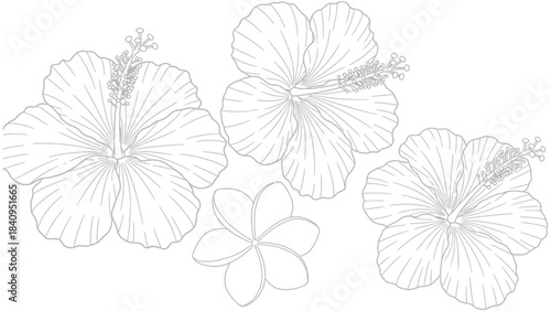 Black and white outline drawing of hibiscus and plumeria flowers