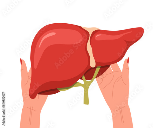 Liver donation. Human liver anatomy. Disease treatment with medical illustration. Healthcare concept. Vector design.