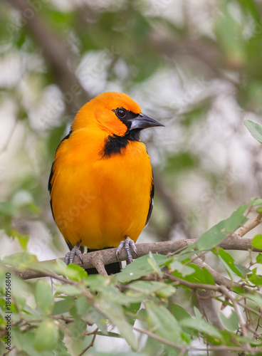 Altamira Oriole perched on a tree branch in Bentsen-Rio Grande Valley State Park, Mission, Texas