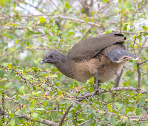 Plain Chachalaca (Ortalis vetula) feeding with berries on a bush at Bentsen‑Rio Grande Valley State Park, Texas
