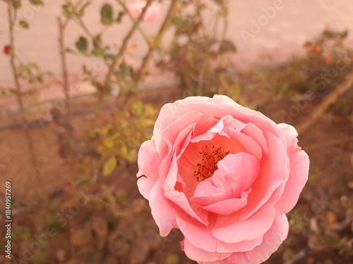pink rose in a garden