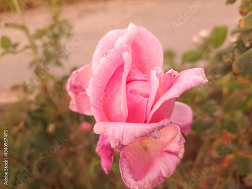 pink rose in the garden
