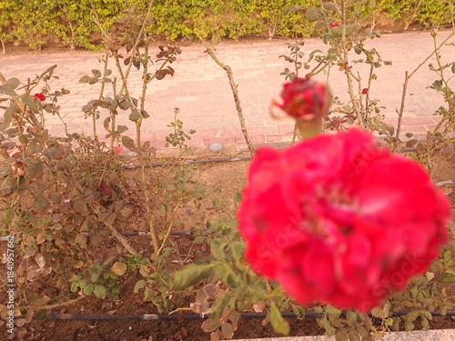 red poppies in the garden