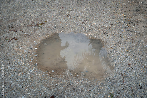 puddle of water. After the rain, on sandy and muddy ground.