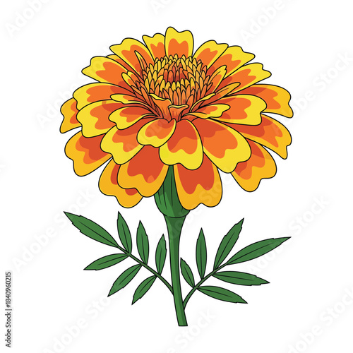 Orange and Yellow Marigold Flower with Green Leaves