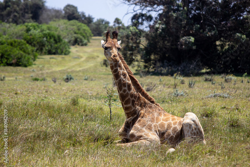 Giraffe resting on grass in an open field during midday with trees in the background,  lies down on the grass in an open field. The sun is bright and the surrounding area has some trees and bushes. It