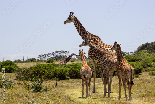 A group of Massai giraffes in a grassy, bush-filled savanna environment.
