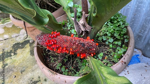 Half-Wilted Young Anthurium Leaf