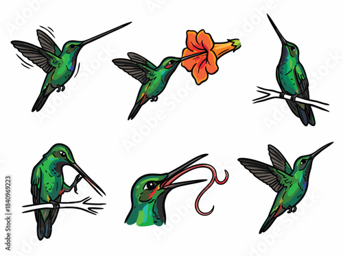 Collection of six detailed illustrations showcasing hummingbirds in various poses, including feeding, flying, and perching on branches.
