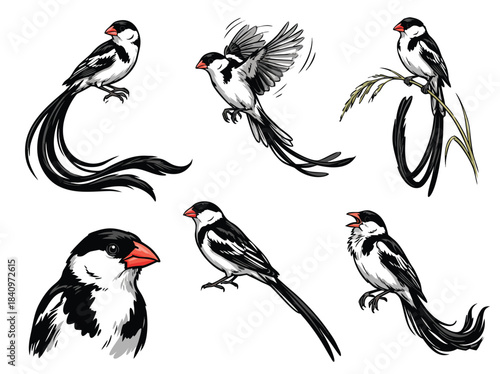 Set of detailed illustrations of Pin-tailed Whydah birds in various poses, showcasing their distinctive long tails and black and white plumage with red beaks.