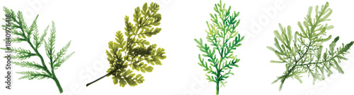 Green algae. Branch set of an underwater plant. Marine flora. Underwater world. Watercolor illustration on a white background.