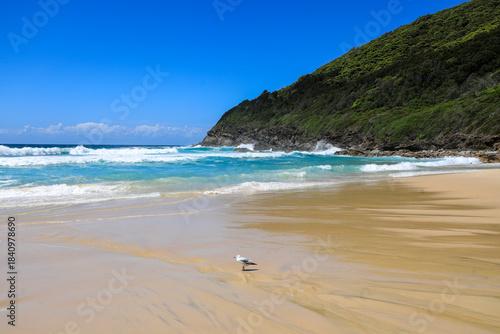 Close-up view of a seagull standing at the water’s edge on Seven Mile Beach in Forster