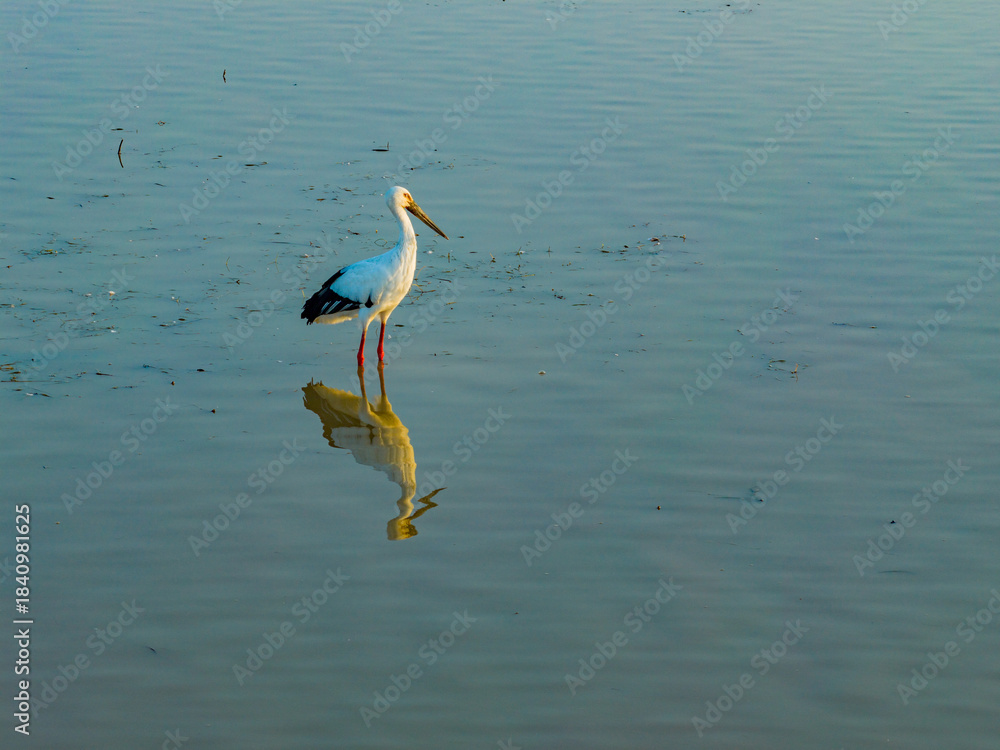Obraz premium A flock of cranes foraging and roosting in the wetlands