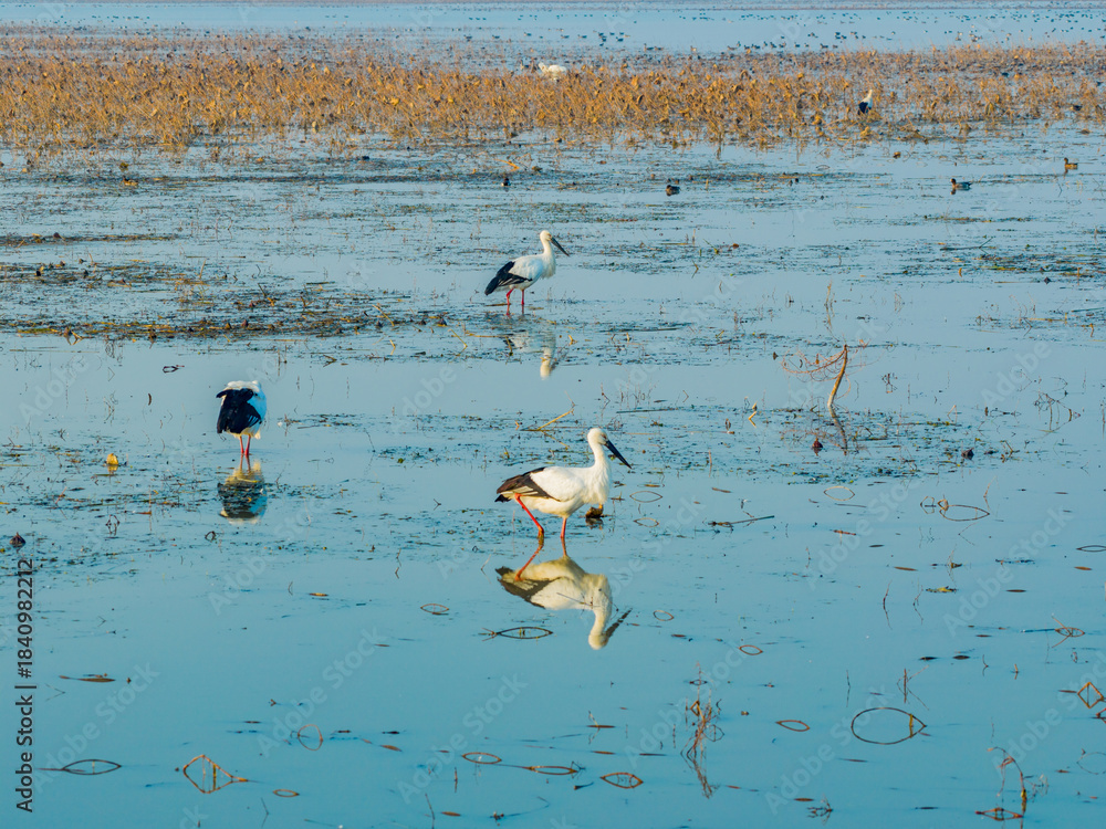 Obraz premium A flock of cranes foraging and roosting in the wetlands
