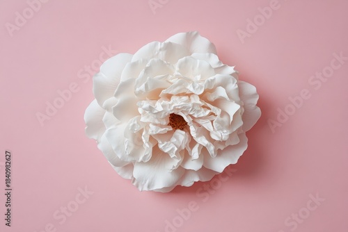 Top-down view of a delicate, creamy white rose bloom.